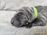 Ivar - AKC, a male Weimaraner for sale in Bois D Arc, MO – Photo 9 of 10