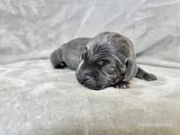 Ivar - AKC, a male Weimaraner for sale in Bois D Arc, MO – Photo 7 of 10