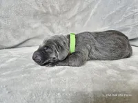 Ivar - AKC, a male Weimaraner for sale in Bois D Arc, MO – Photo 10 of 10