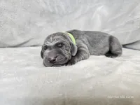 Ivar - AKC, a male Weimaraner for sale in Bois D Arc, MO – Photo 2 of 10