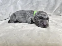 Ivar - AKC, a male Weimaraner for sale in Bois D Arc, MO – Photo 4 of 10