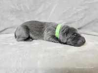 Ivar - AKC, a male Weimaraner for sale in Bois D Arc, MO – Photo 3 of 10