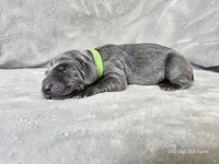 Ivar - AKC, a male Weimaraner for sale in Bois D Arc, MO – Photo 5 of 10
