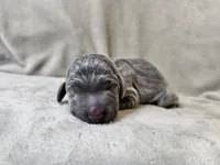 Macy - AKC, a female Weimaraner for sale in Bois D Arc, MO – 2 of 10