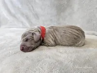 Khaleesi - AKC, a female Weimaraner for sale in Bois D Arc, MO – Photo 1 of 10