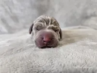 Khaleesi - AKC, a female Weimaraner for sale in Bois D Arc, MO – Photo 4 of 10