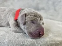 Khaleesi - AKC, a female Weimaraner for sale in Bois D Arc, MO – Photo 6 of 10