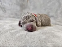 Khaleesi - AKC, a female Weimaraner for sale in Bois D Arc, MO – Photo 2 of 10