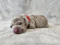 Khaleesi - AKC, a female Weimaraner for sale in Bois D Arc, MO – Photo 3 of 10