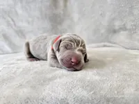 Khaleesi - AKC, a female Weimaraner for sale in Bois D Arc, MO – Photo 7 of 10