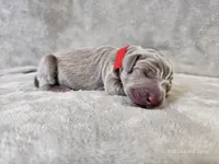 Khaleesi - AKC, a female Weimaraner for sale in Bois D Arc, MO – Photo 5 of 10