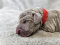 Khaleesi - AKC, a female Weimaraner for sale in Bois D Arc, MO – Photo 8 of 10