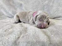 Kinzleigh - AKC, a female Weimaraner for sale in Bois D Arc, MO – 10 of 10