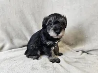 Rhysand, a male Schnoodle for sale in Bois D Arc, MO – 4 of 10