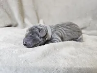 Mickey - AKC, a male Weimaraner for sale in Bois D Arc, MO – 3 of 10