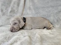 Kincaid - AKC, a male Weimaraner for sale in Bois D Arc, MO – 10 of 10