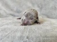 Kashmir - AKC, a female Weimaraner for sale in Bois D Arc, MO – 10 of 10