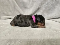 Runa - Blue Merle Phantom, a female Cavapoo for sale in Bois D Arc, MO – 10 of 10