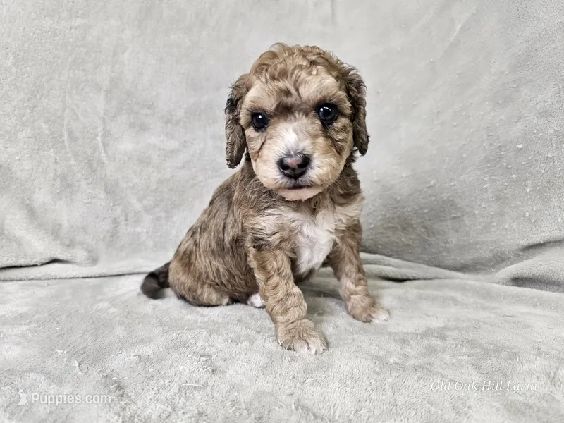 Mosaic – Poochon puppy for sale in Bois D Arc, MO