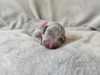 Mira - AKC, a female Weimaraner for sale in Bois D Arc, MO – 5 of 10