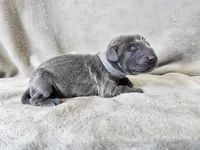 Mickey - AKC, a male Weimaraner for sale in Bois D Arc, MO – 10 of 10