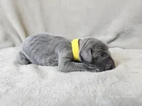 Macy - AKC, a female Weimaraner for sale in Bois D Arc, MO – 8 of 10