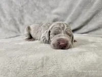 Suri - AKC, a female Weimaraner for sale in Bois D Arc, MO – 5 of 10