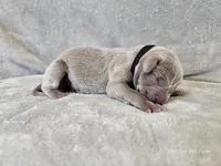 Kincaid - AKC, a male Weimaraner for sale in Bois D Arc, MO – 9 of 10