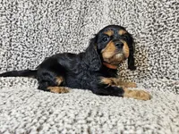 Duke - FULL AKC, a male Cavalier King Charles Spaniel for sale in Bois D Arc, MO – 5 of 10