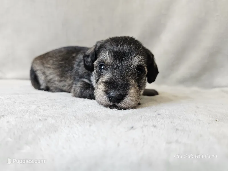 Azriel – Schnoodle puppy for sale in Bois D Arc, MO