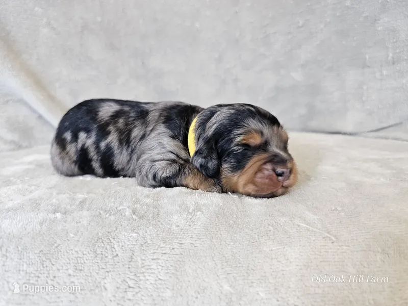 Rielle- Blue Merle Phantom – Cavapoo puppy for sale in Bois D Arc, MO
