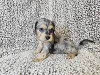 Merlin- blue merle phantom , a male Cavapoo for sale in Bois D Arc, MO – 4 of 10