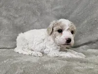Yeti, a male Poochon for sale in Bois D Arc, MO – 5 of 10