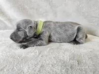 Cayson - AKC, a male Weimaraner for sale in Bois D Arc, MO – 2 of 10