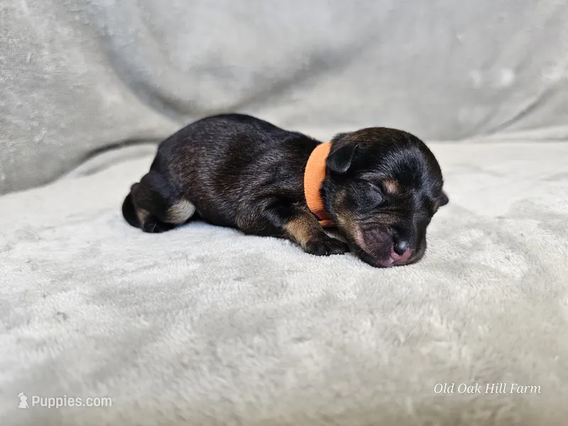 Cassian – Schnoodle puppy for sale in Bois D Arc, MO