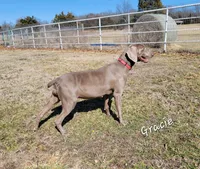 Gracie, a female Weimaraner for sale in Bois D Arc, MO – 2 of 3