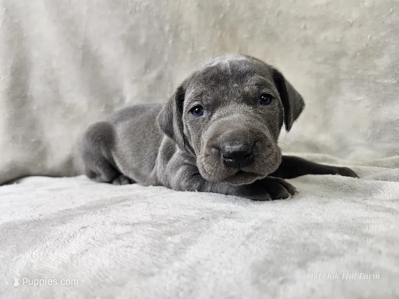 Indigo Rose - AKC – Weimaraner puppy for sale in Bois D Arc, MO