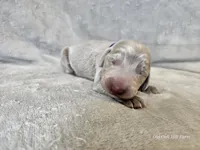 Crix - AKC, a male Weimaraner for sale in Bois D Arc, MO – 4 of 10