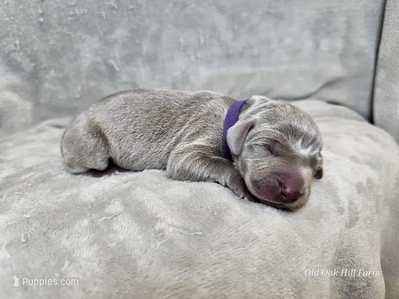 Kamea - AKC – Weimaraner puppy for sale in Bois D Arc, MO