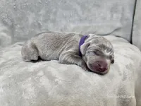 Kamea - AKC, a female Weimaraner for sale in Bois D Arc, MO – 1 of 10