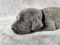 Cruz - AKC, a male Weimaraner for sale in Bois D Arc, MO – Photo 7 of 10
