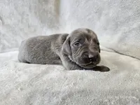 Cruz - AKC, a male Weimaraner for sale in Bois D Arc, MO – Photo 1 of 10