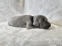 Cruz - AKC, a male Weimaraner for sale in Bois D Arc, MO – Photo 9 of 10