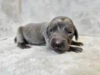 Cruz - AKC, a male Weimaraner for sale in Bois D Arc, MO – Photo 4 of 10