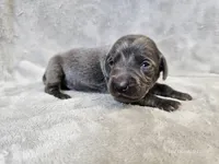 Cruz - AKC, a male Weimaraner for sale in Bois D Arc, MO – Photo 8 of 10