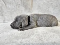 Cruz - AKC, a male Weimaraner for sale in Bois D Arc, MO – Photo 10 of 10