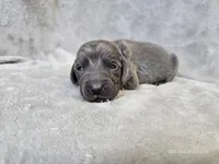 Cruz - AKC, a male Weimaraner for sale in Bois D Arc, MO – Photo 3 of 10