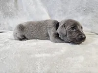 Cruz - AKC, a male Weimaraner for sale in Bois D Arc, MO – Photo 6 of 10