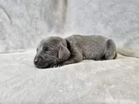 Cruz - AKC, a male Weimaraner for sale in Bois D Arc, MO – Photo 2 of 10