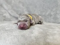 Krescent- AKC, a female Weimaraner for sale in Bois D Arc, MO – 3 of 10